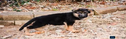 German Shepherd dogs for sale: German Shepherd Puppy 6 - Ad 2