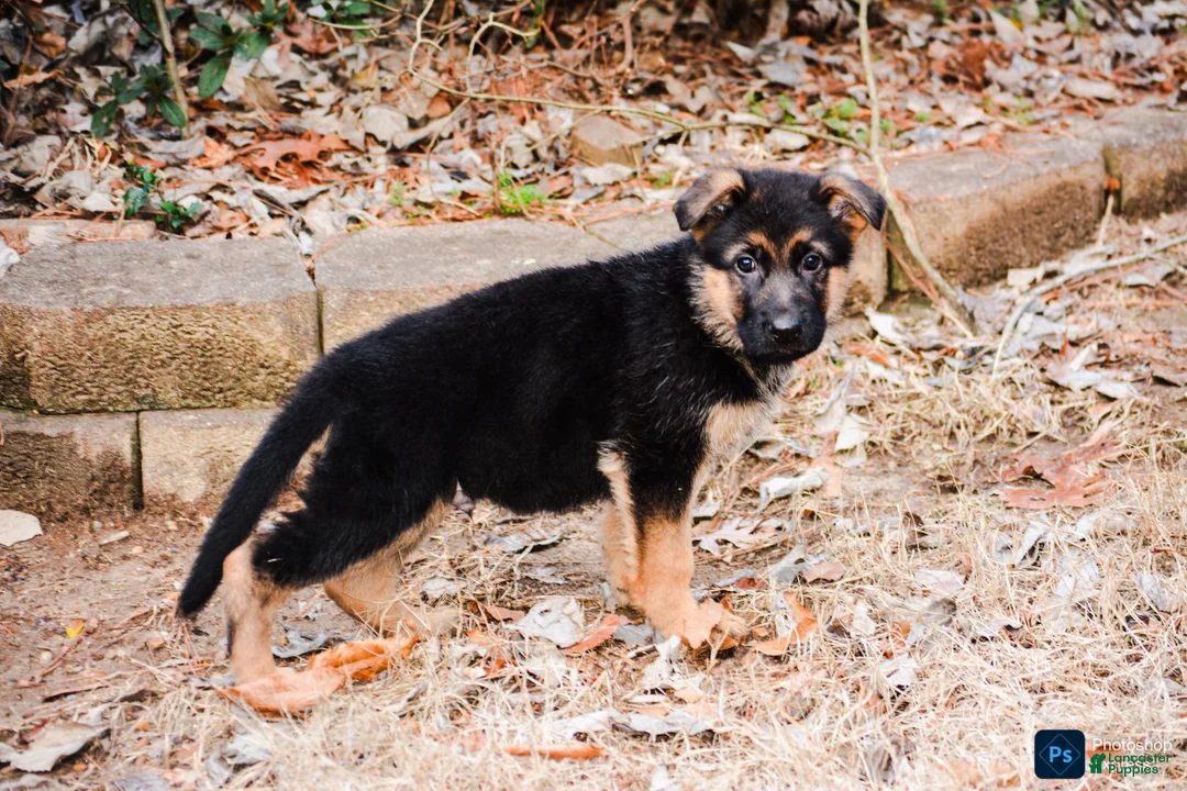 German Shepherd dogs for sale: German Shepherd Puppy 6 - Ad 2