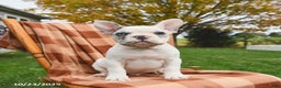 French Bulldog dogs for sale: Smokey - Ad 4
