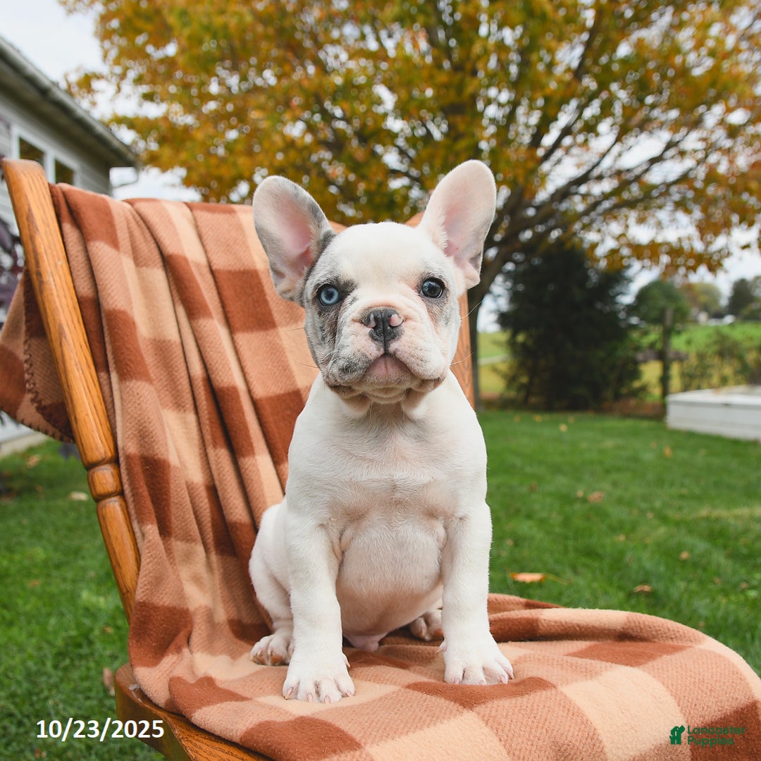 French Bulldog dogs for sale: Smokey - Ad 4