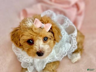 Toy Poodle dogs - Ad 31