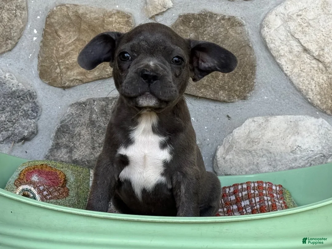 Frenchton dogs for sale: Beau - Ad 3