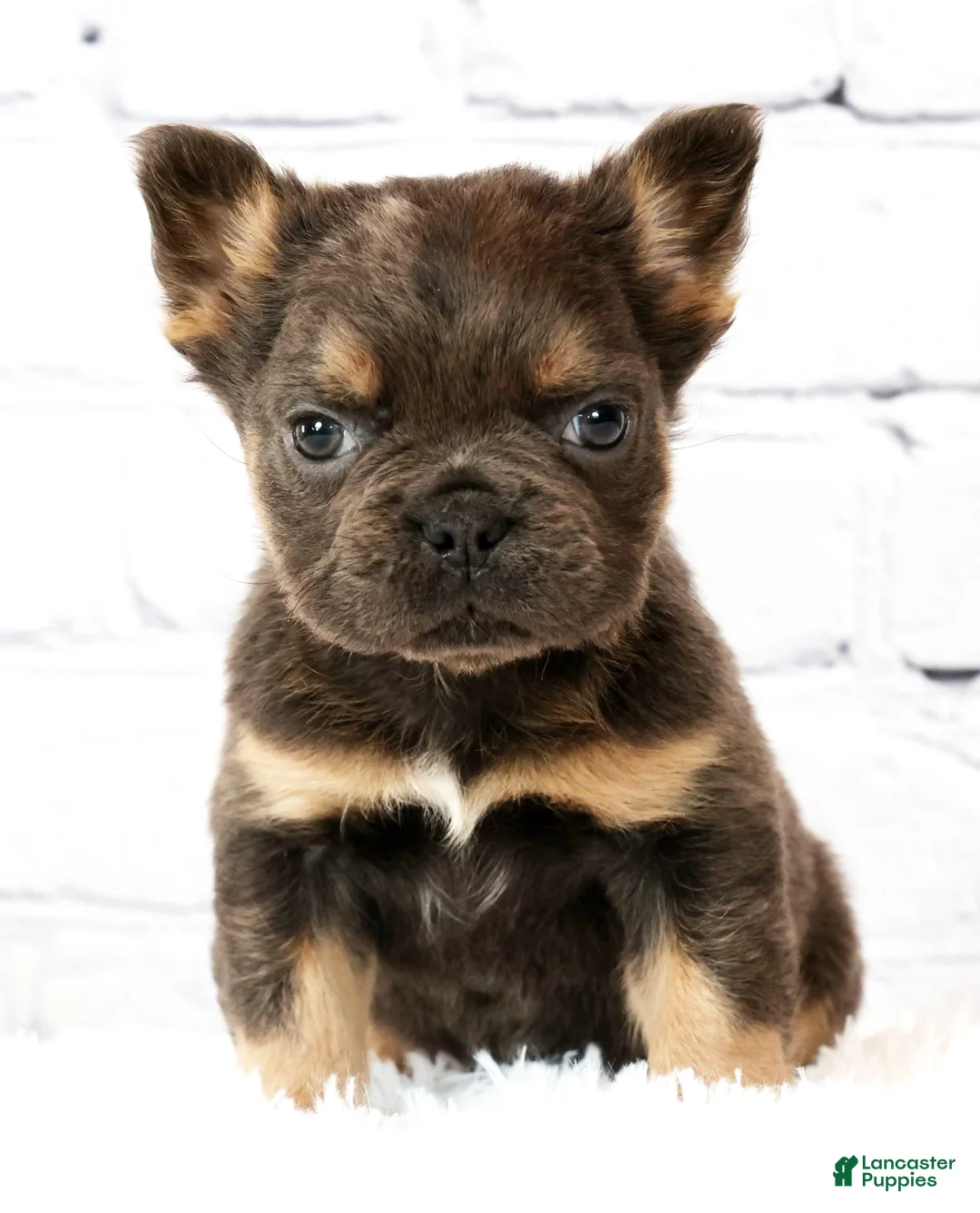 French Bulldog dogs for sale: Theo - Ad 1