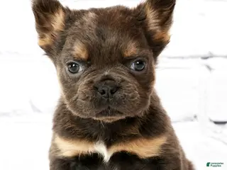 French Bulldog dogs for sale: Theo - Ad 4