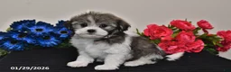 Havanese dogs for sale: Tinker - Ad 3