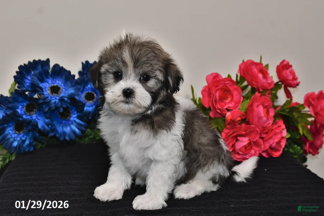 Havanese dogs for sale: Tinker - Ad 3