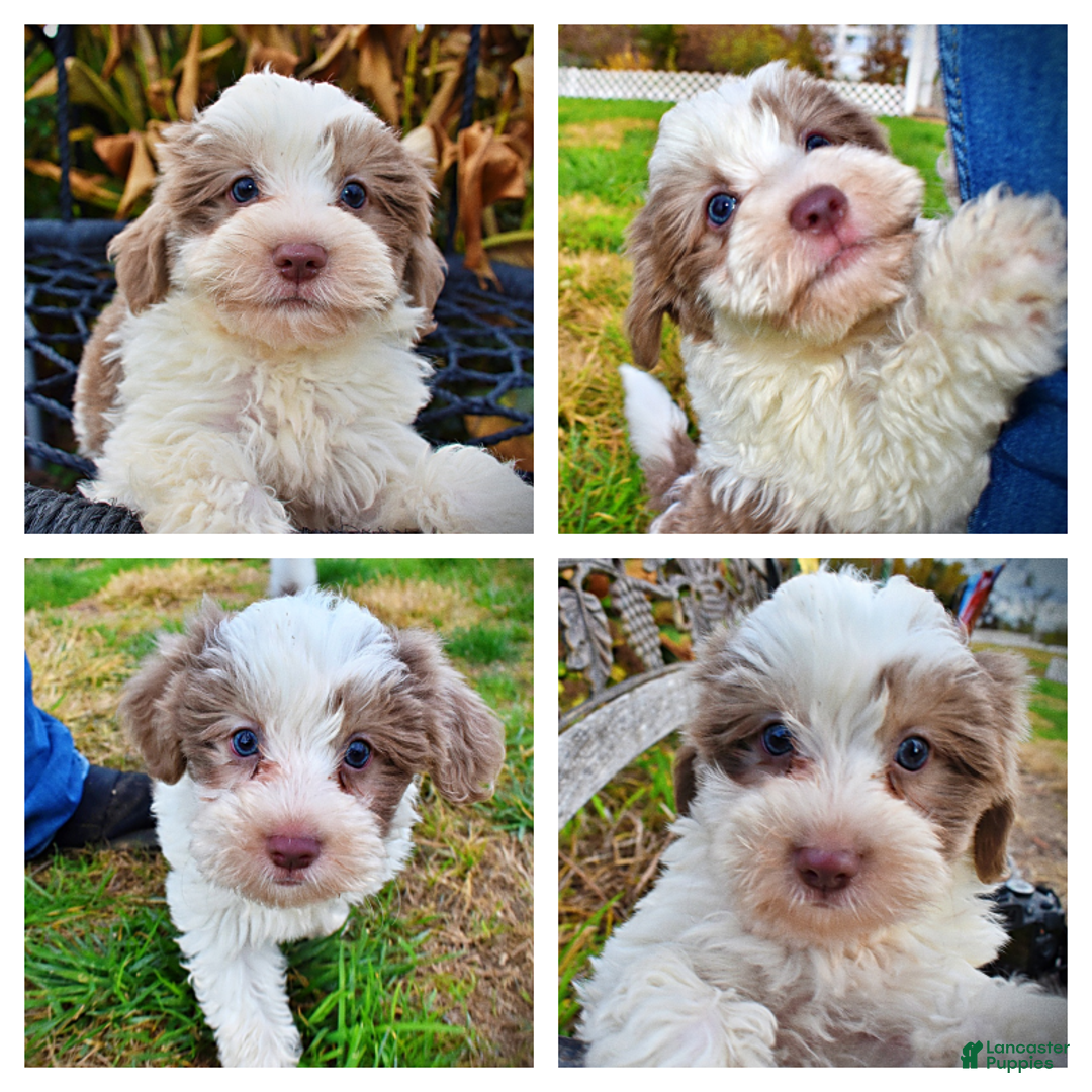 Havapoo dogs for sale: Nabisco - Ad 1