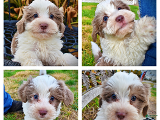 Havapoo dogs Nabisco - Ad 32