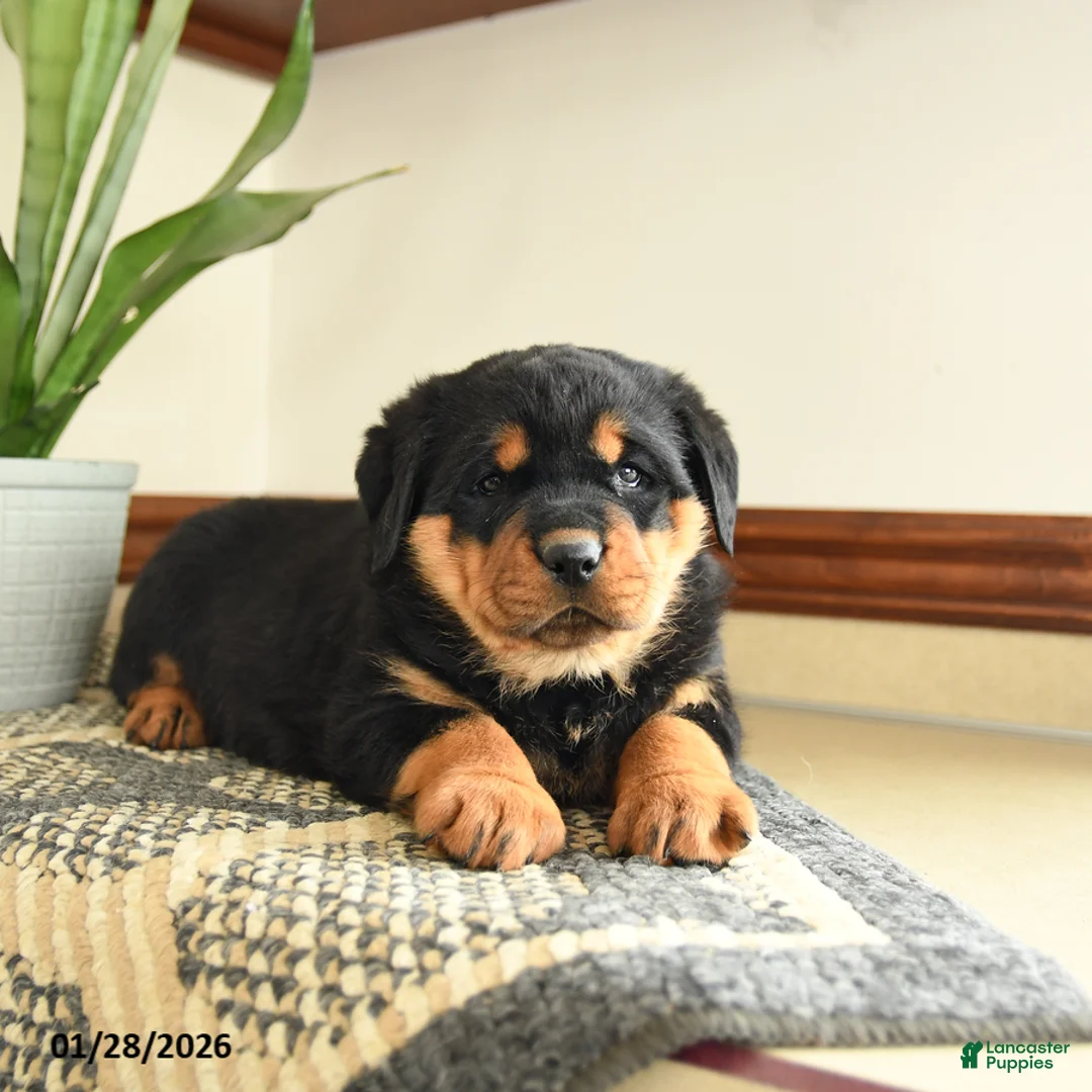 Rottweiler dogs for sale: Diesel - Ad 2