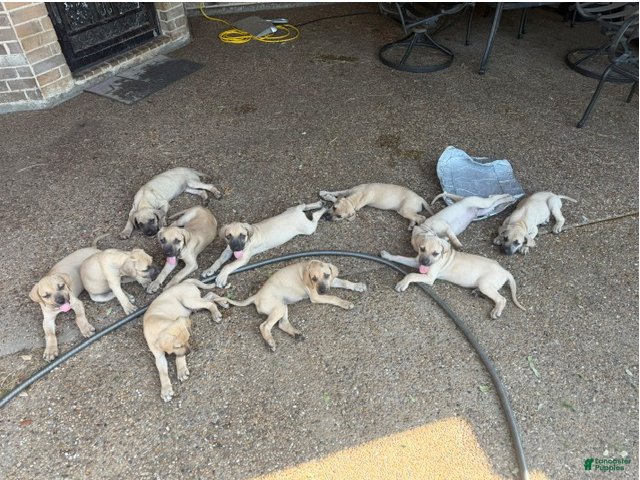 Black Mouth Cur dogs Black Mouth Cur 11 - Ad 1