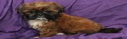 Shih Tzu dogs for sale: Smudge - Ad 4