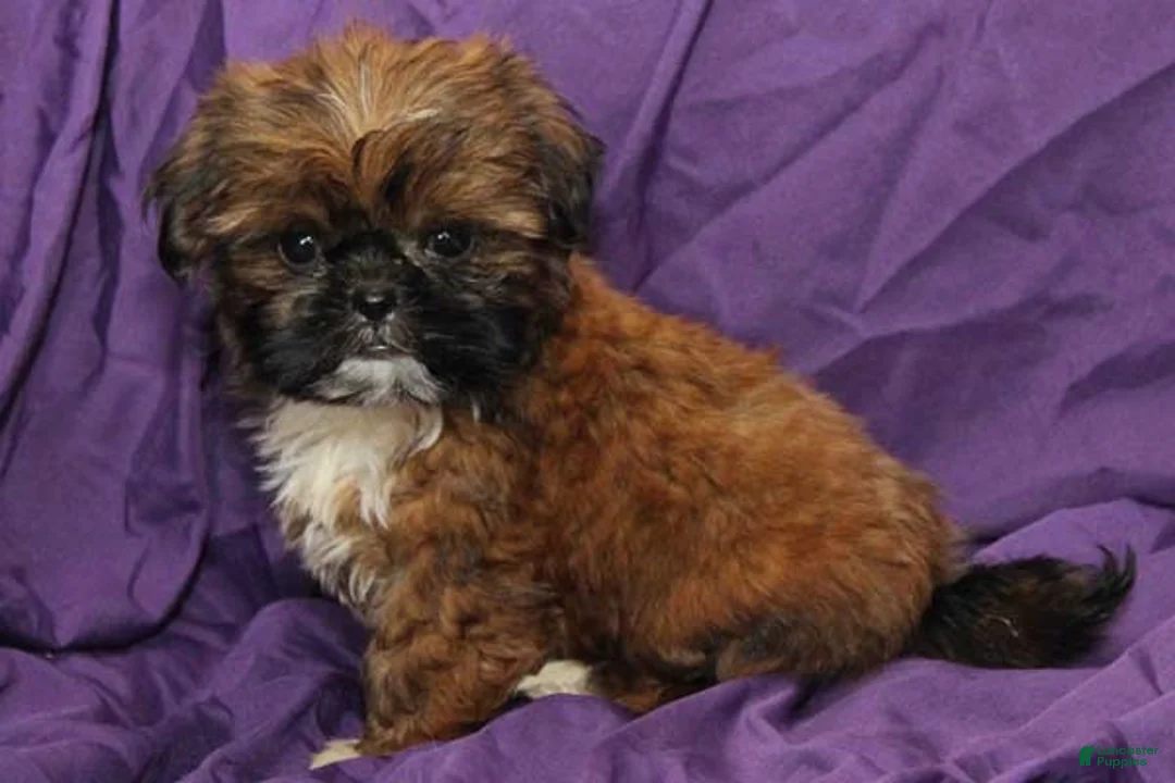 Shih Tzu dogs for sale: Smudge - Ad 4