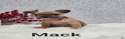 French Bulldog dogs for sale: Mack - Ad 2
