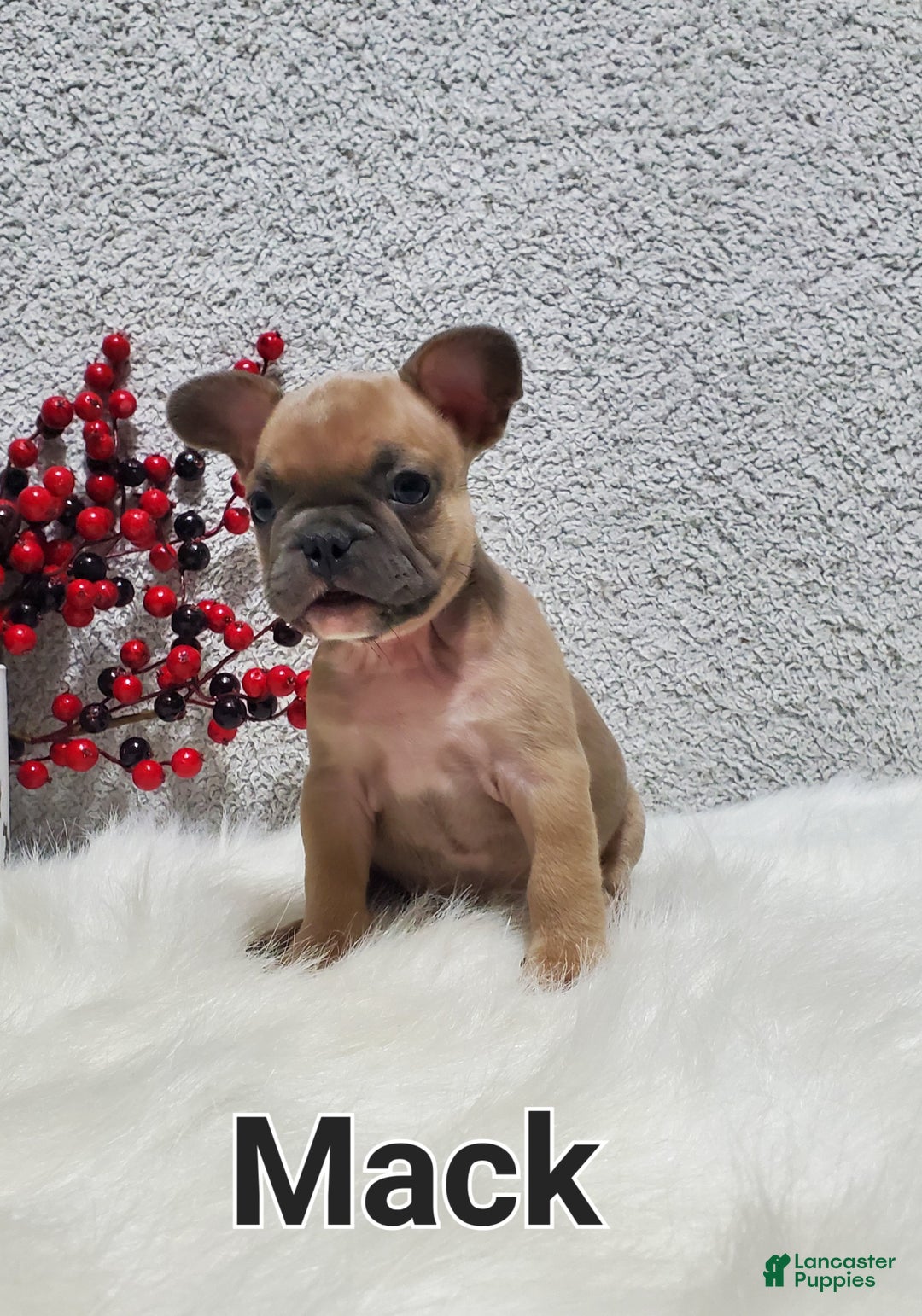 French Bulldog dogs for sale: Mack - Ad 2