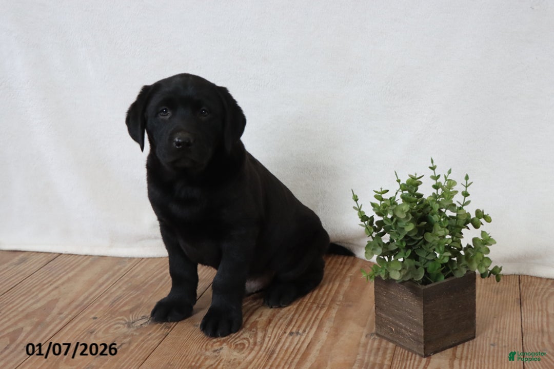Labrador Retriever dogs for sale: Friskey - Ad 2