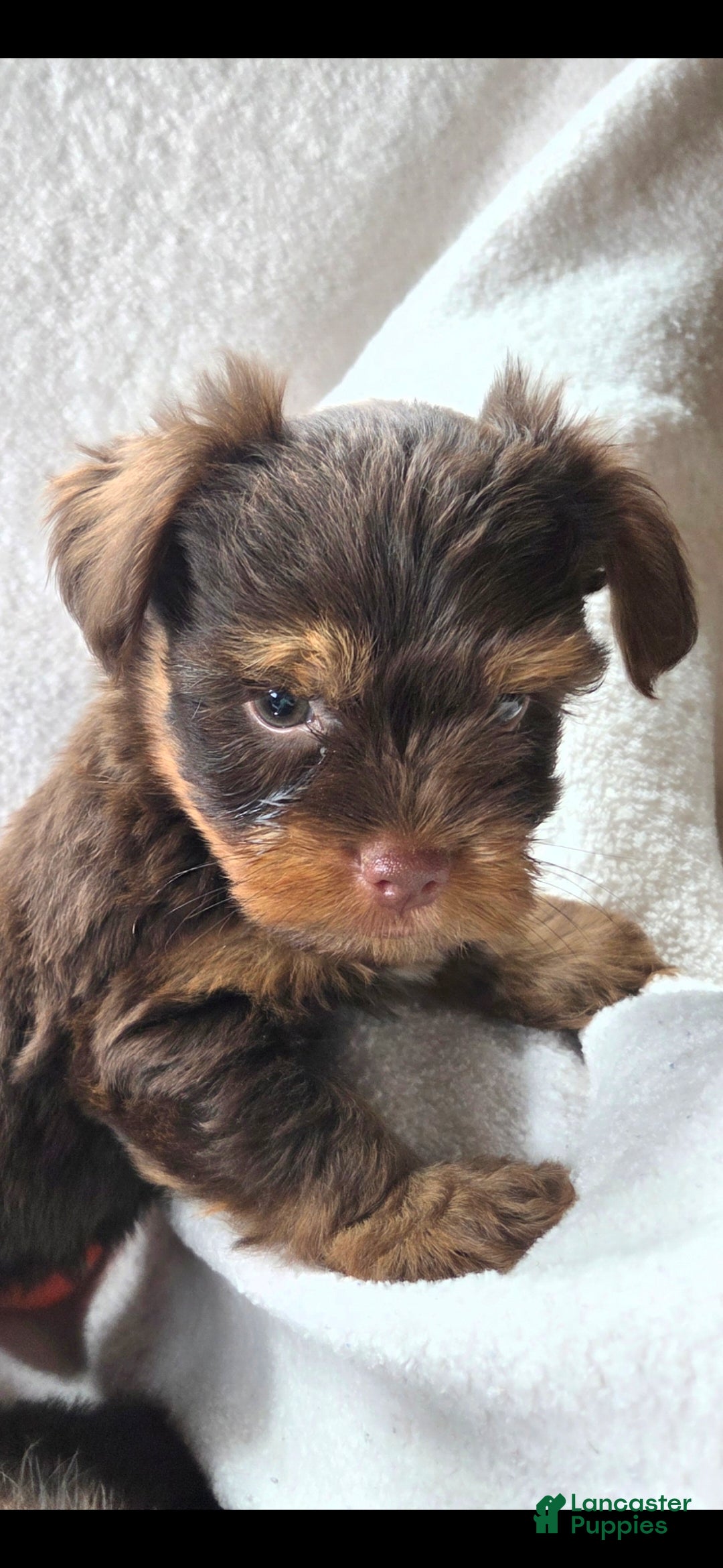 Yorkshire Terrier dogs Garth - Ad 1