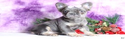 French Bulldog dogs for sale: Quara - Ad 1