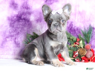 French Bulldog dogs Quara - Ad 1