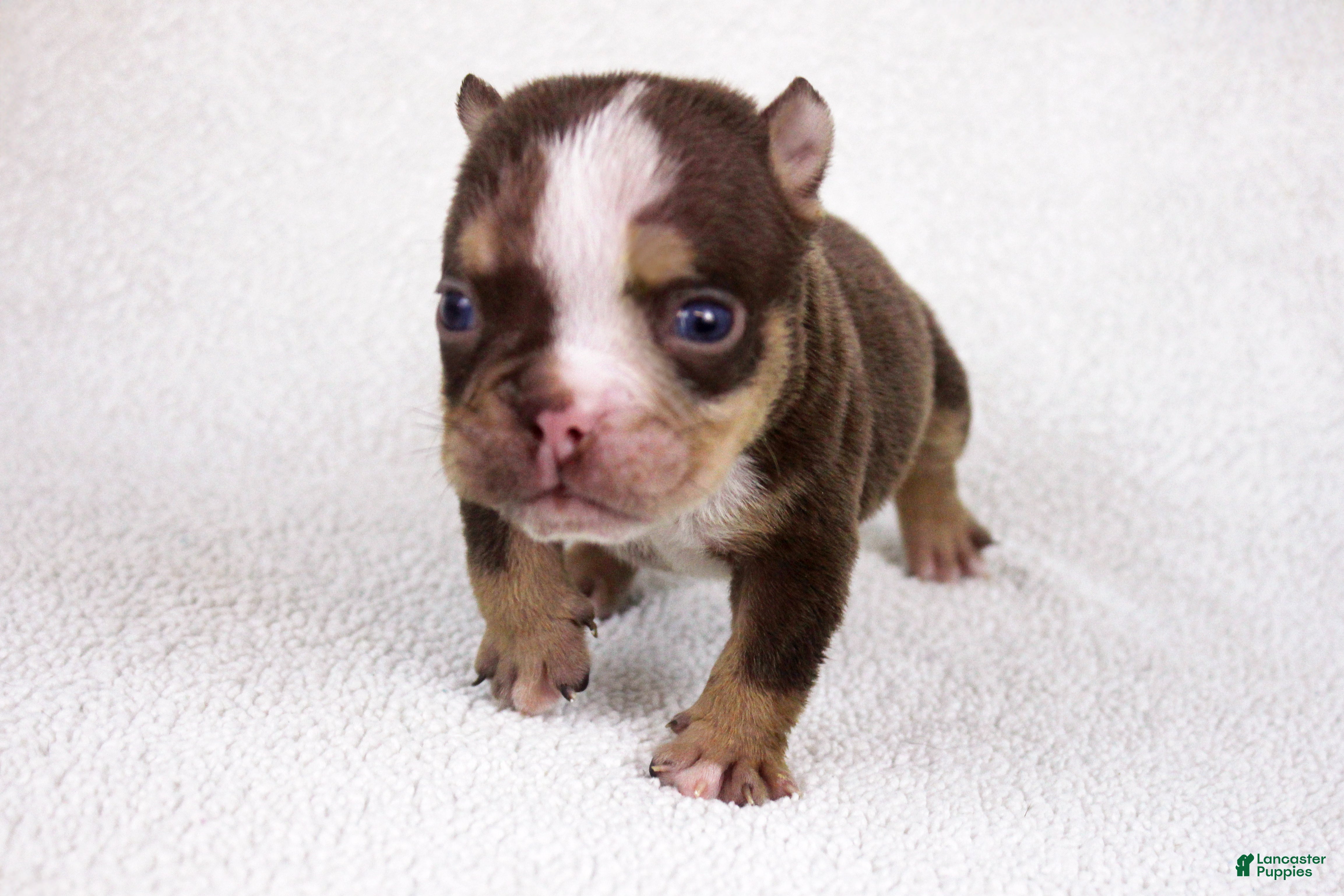 American Bully dogs Chocolate Tri Merle Female - Ad 1