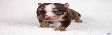 Chocolate Tri Merle Female