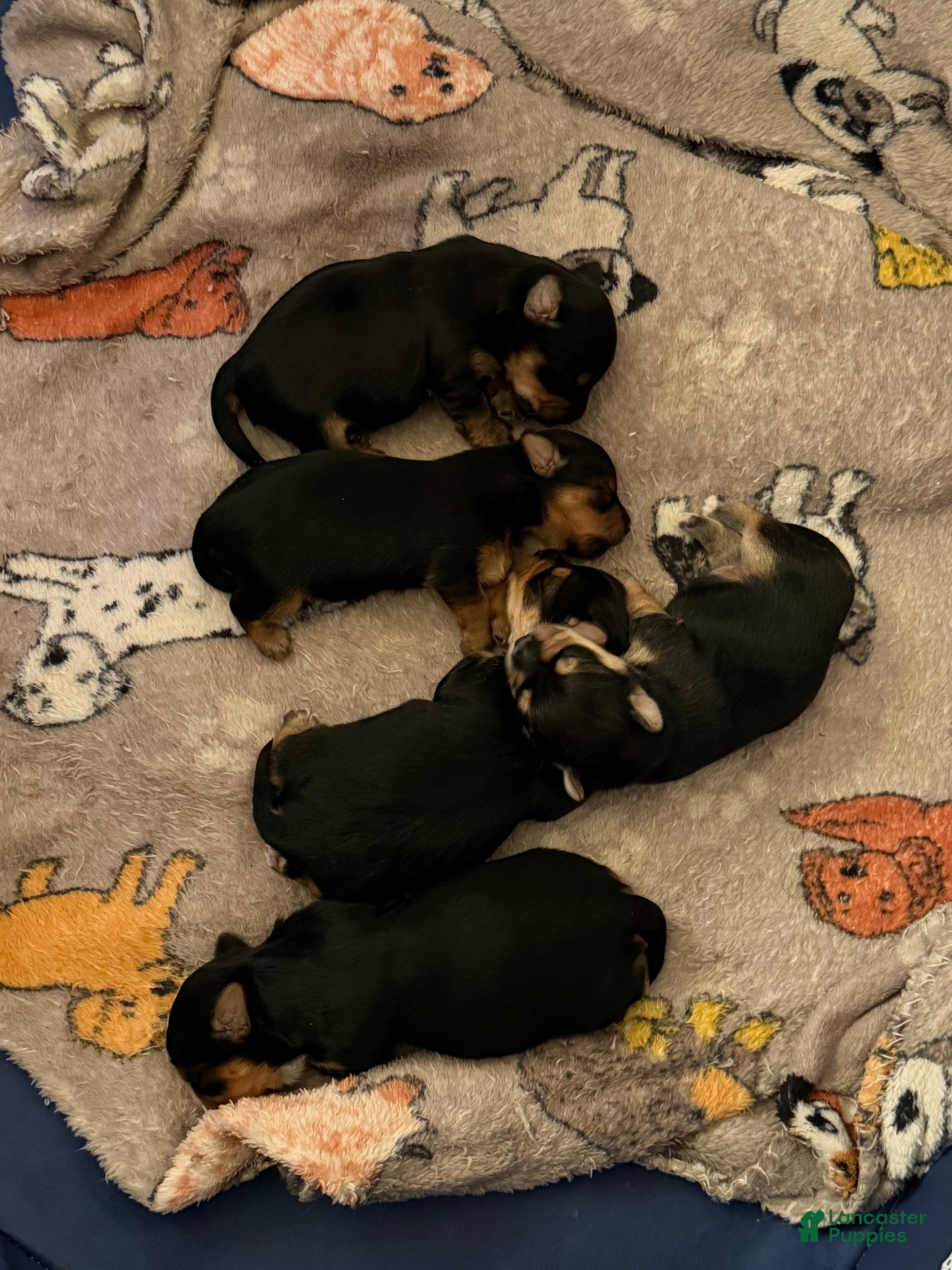 Yorkshire Terrier dogs Yorkshire Terrier Puppy 1 - Ad 23