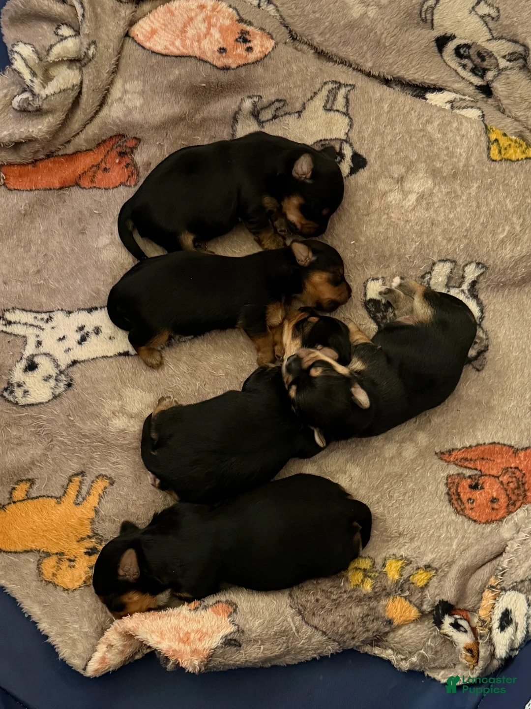 Yorkshire Terrier dogs for sale: Yorkshire Terrier Puppy 1 - Ad 1