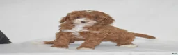 Miniature Poodle dogs for sale: Erika - Ad 2
