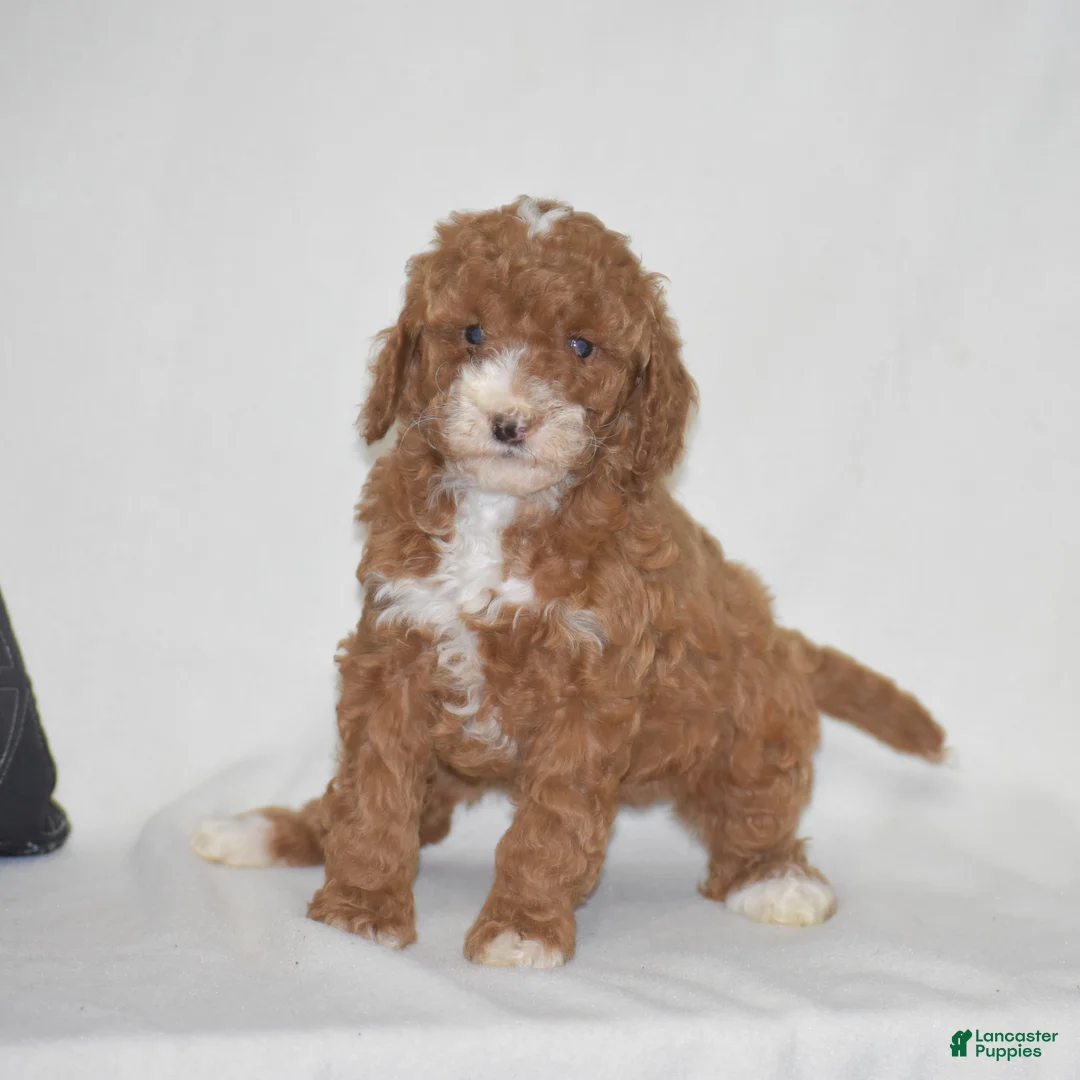 Miniature Poodle dogs for sale: Erika - Ad 2