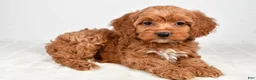 Cockapoo dogs for sale: Cookie - Ad 5
