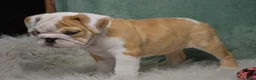 English Bulldog dogs for sale: Maggie - Ad 7