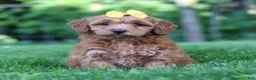 Mini Goldendoodle dogs for sale: Butterfly - Ad 7