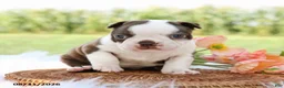 Boston Terrier dogs for sale: Dolly - Ad 3