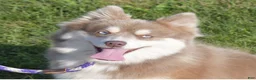 Pomsky dogs for sale: Pomsky Puppy 1 - Ad 10