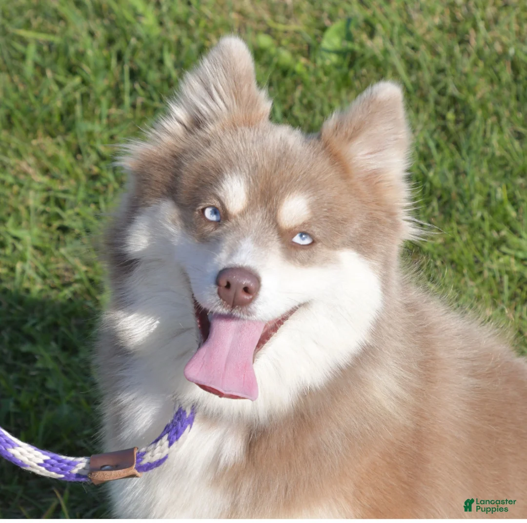 Pomsky dogs for sale: Pomsky Puppy 1 - Ad 10