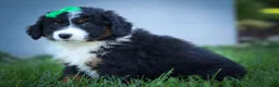 Mini Aussiedoodle dogs for sale: Landon💙 - Ad 8