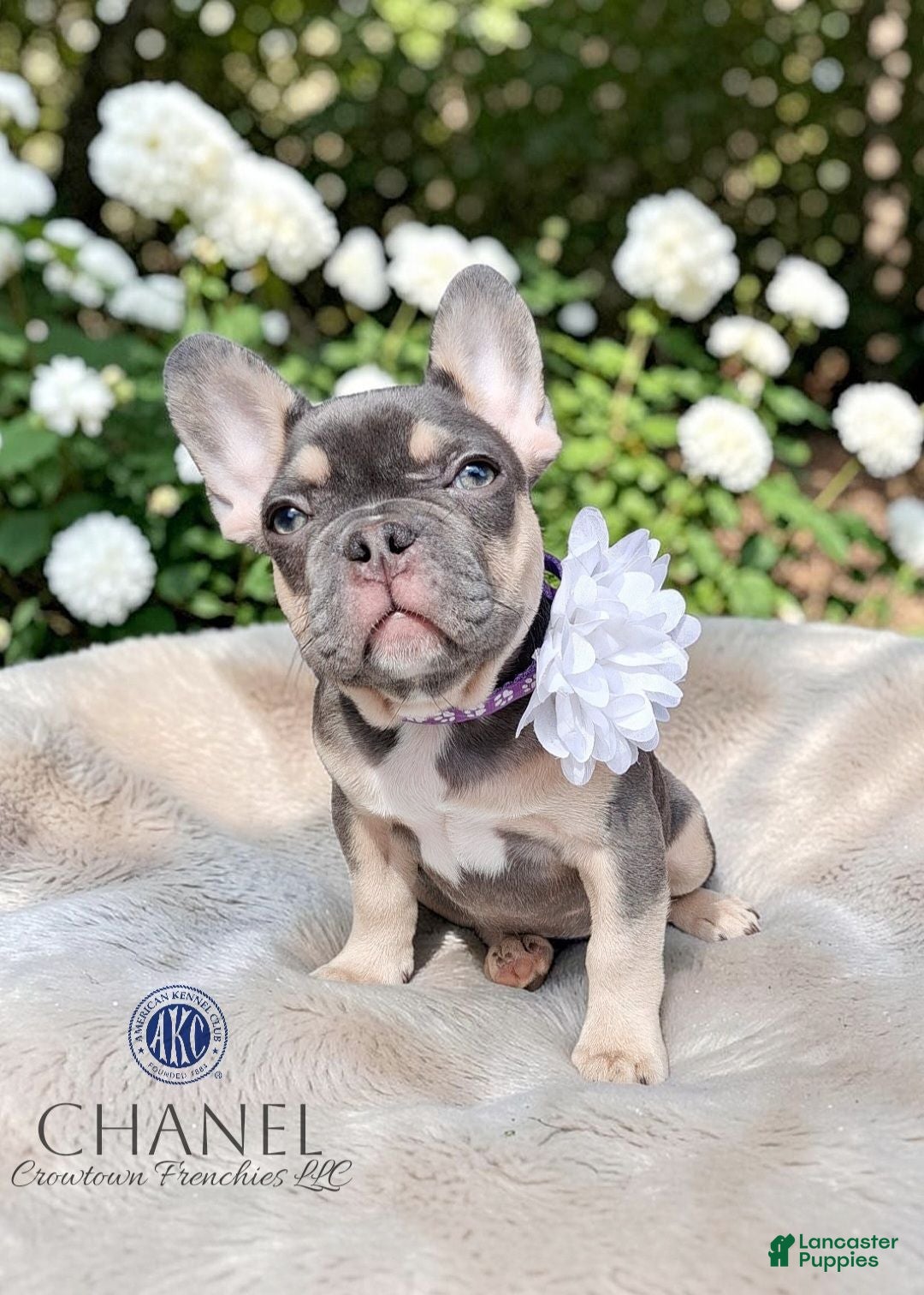 French Bulldog dogs Chanel - Ad 1