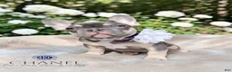 French Bulldog dogs for sale: Chanel - Ad 1