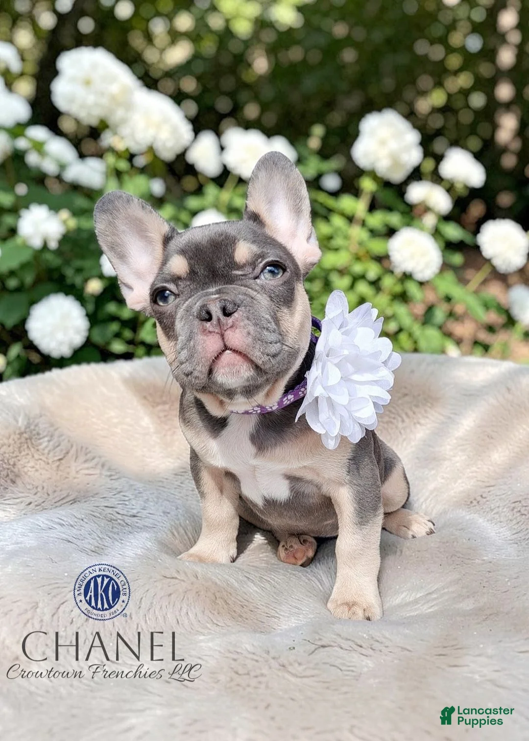French Bulldog dogs for sale: Chanel - Ad 1