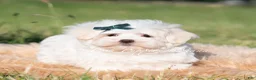 Maltese dogs for sale: Mochi AKC - Ad 2