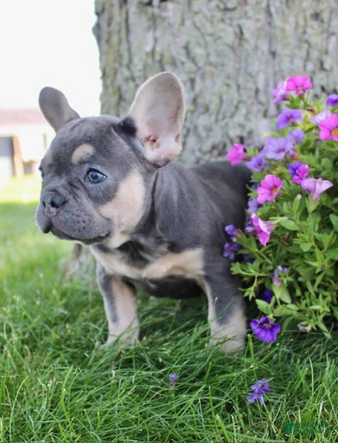 French Bulldog dogs for sale: Carmen - Ad 6