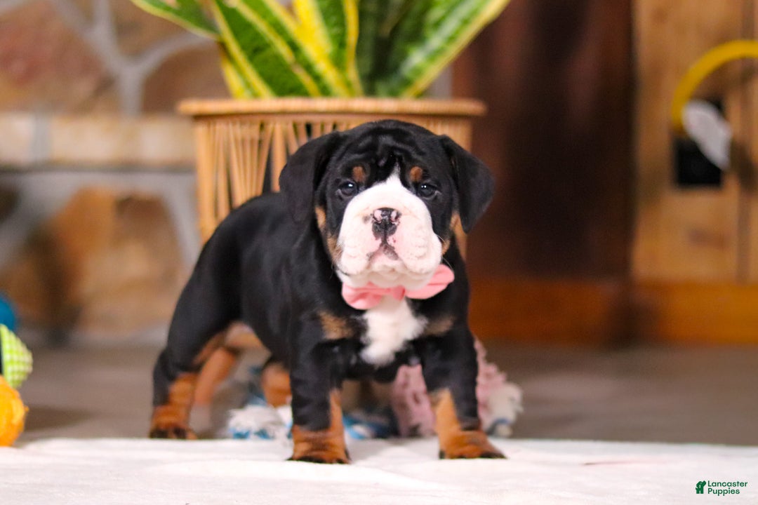 Mixed Breed dogs for sale: Chloe - Ad 7