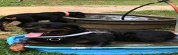 Rottweiler dogs for sale: Rottweiler 2 - Ad 9