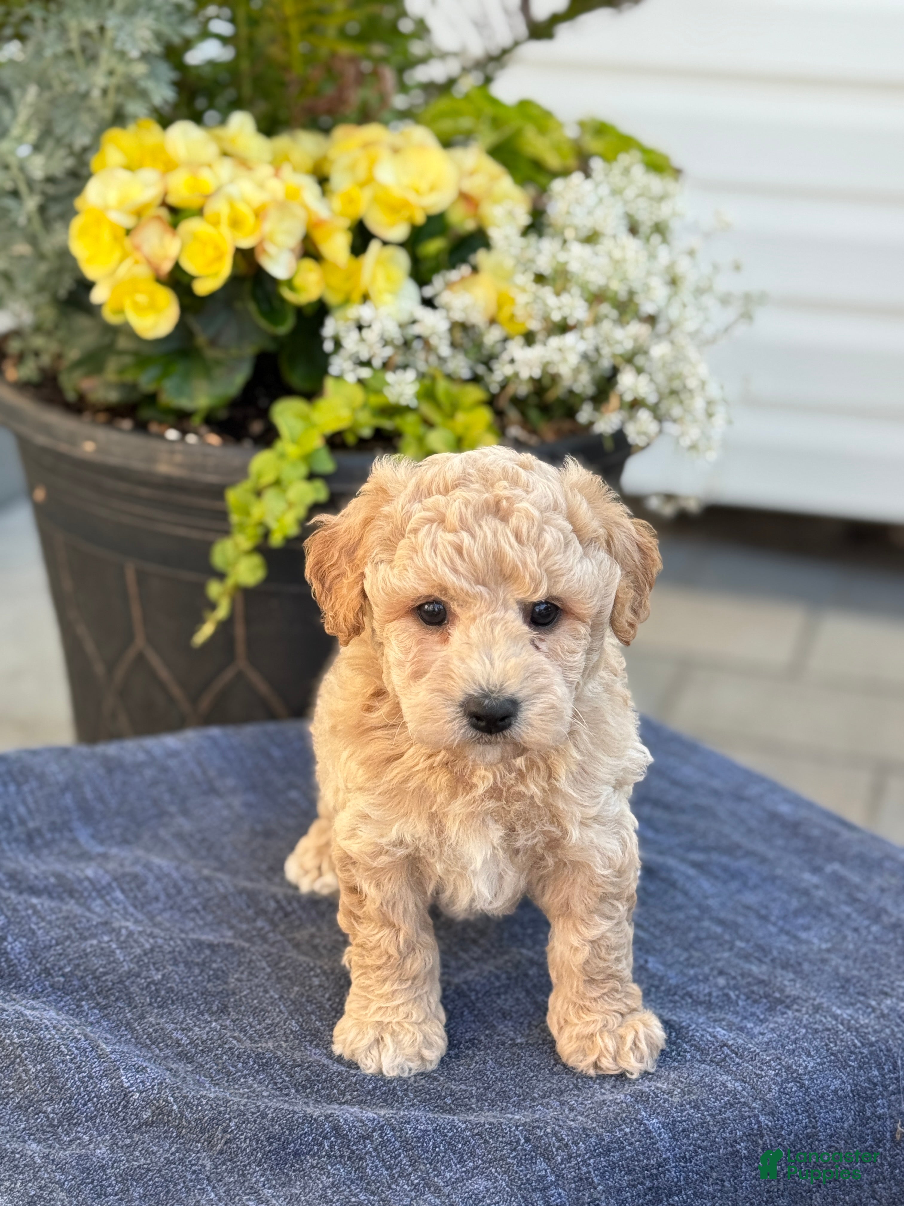 Bichpoo dogs for sale: Ford - Ad 9