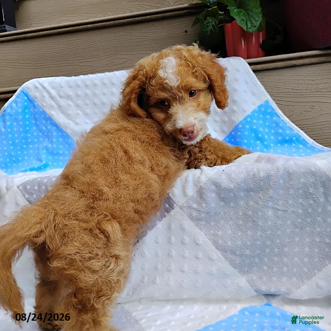 Mini Goldendoodle dogs for sale: Reddie Boy - Ad 2