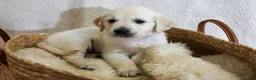 Golden Retriever dogs for sale: Chicory - Ad 4