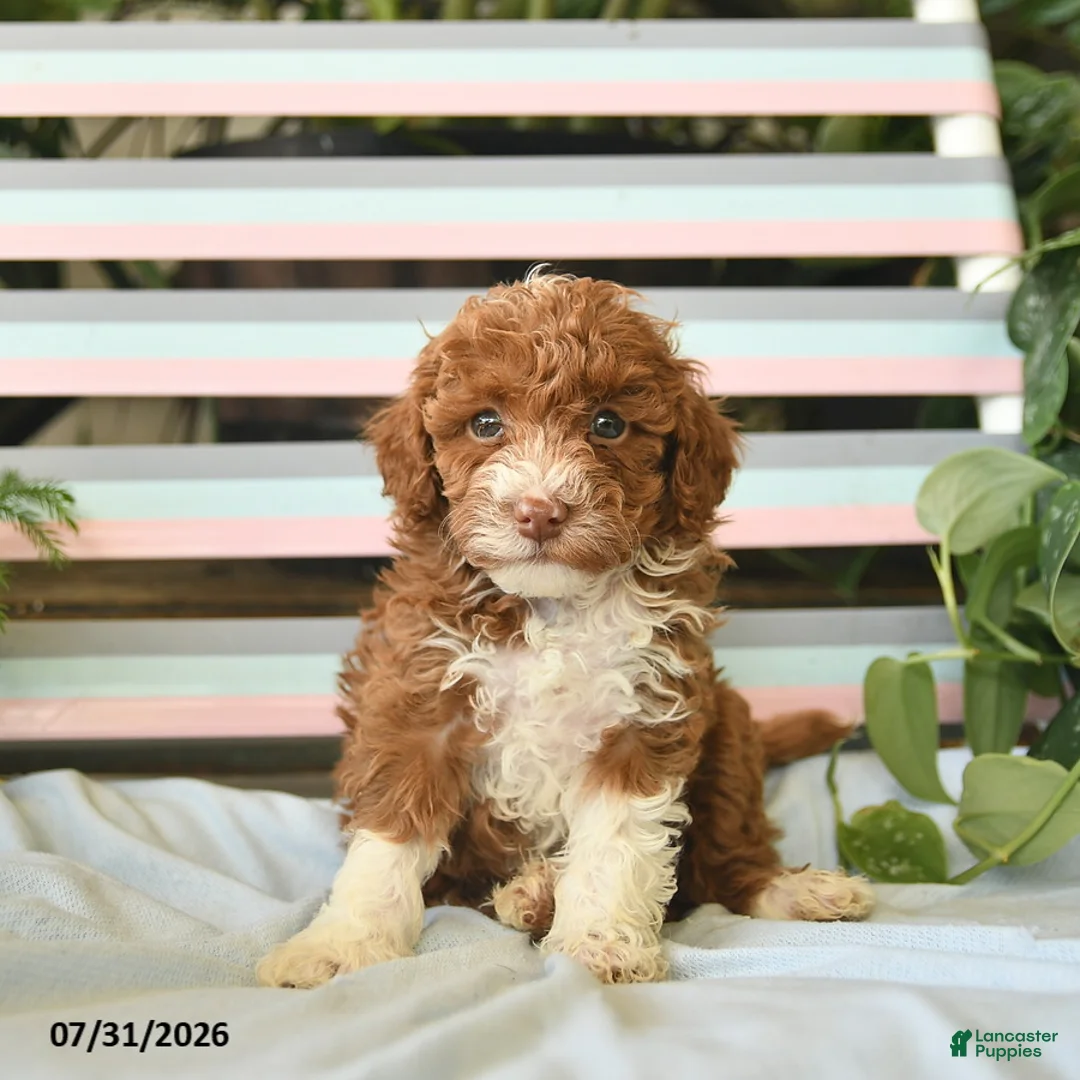 Miniature Poodle dogs for sale: Buttercup  - Ad 3