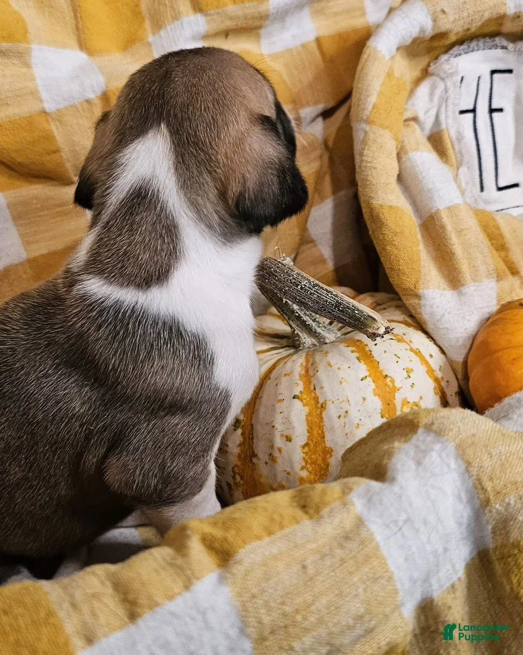 Great Dane dogs for sale: Ginger - Ad 7