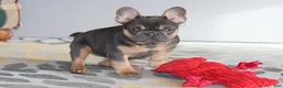 French Bulldog dogs for sale: French Bulldog Puppy 1 - Ad 4