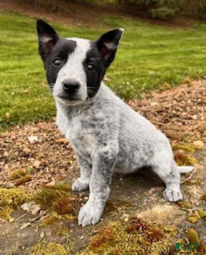 Mixed Breed dogs Rover - Ad 2