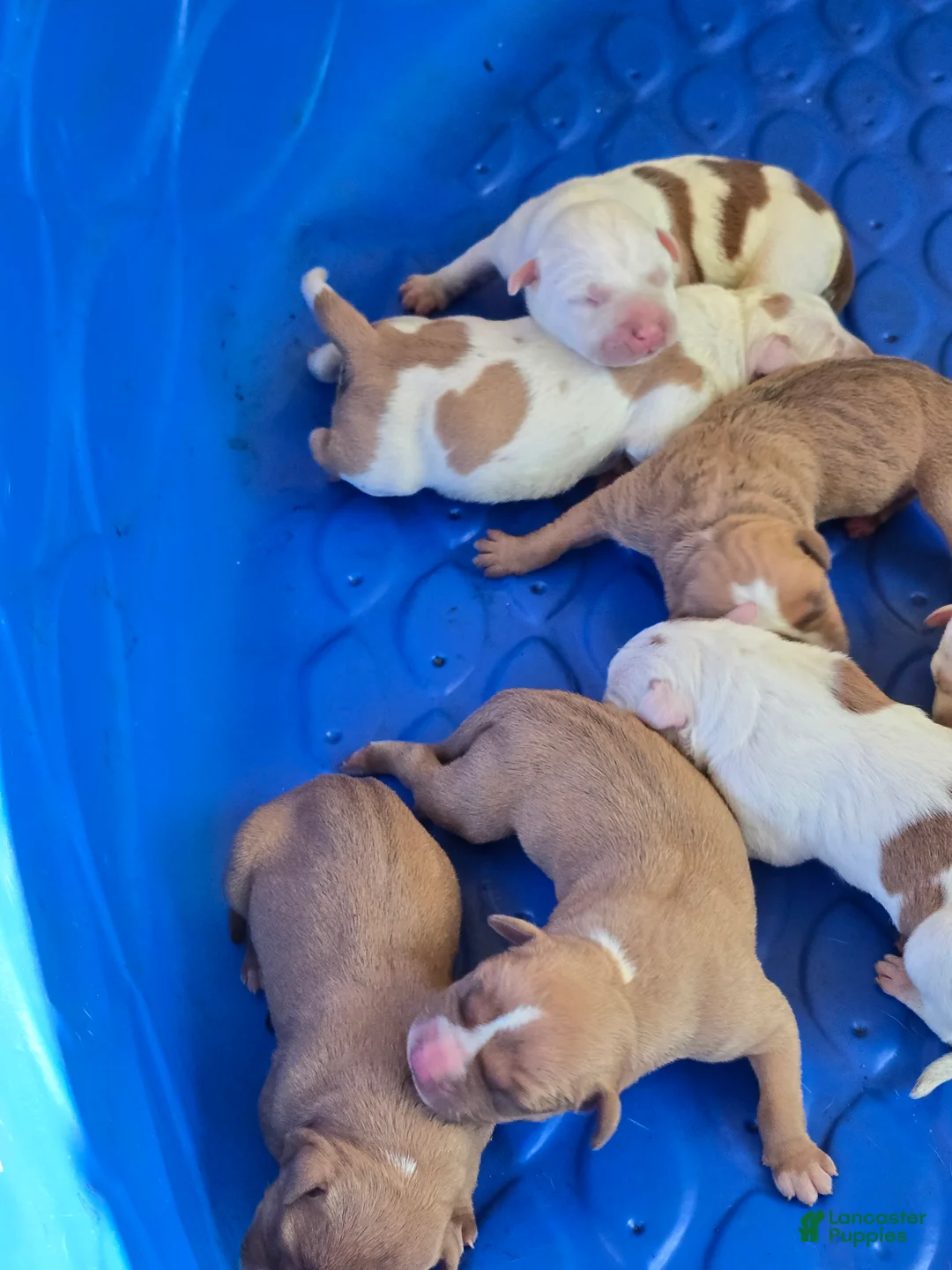 American Bully dogs for sale: American Bully Puppy 4 - Ad 1